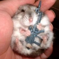 hamster with gun