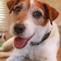 uggie 001