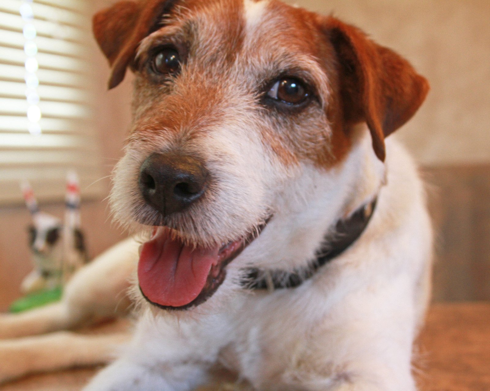 uggie 001