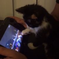 kitten gamer smash wiiu 001